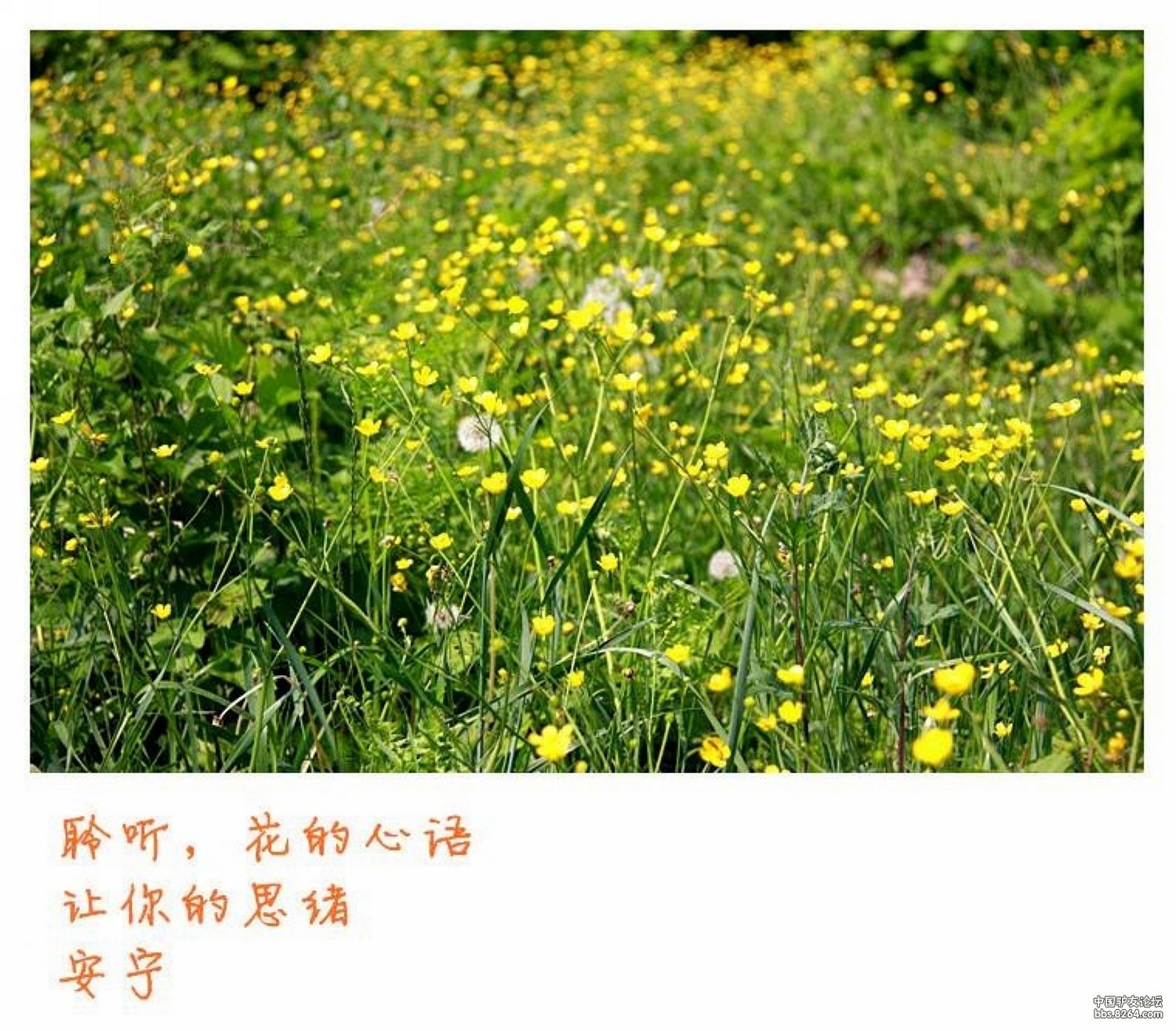 8264<em>丹东</em>版<em>凤城</em>楼山登山赏花(都是<em>美女</em>,几乎看