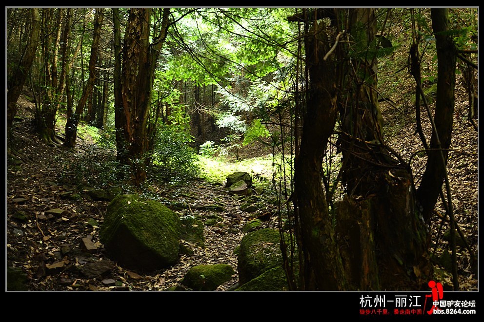 啥是老树盘根 220839h39vg4vb42gjjovj.jpg!t1w1500h1500