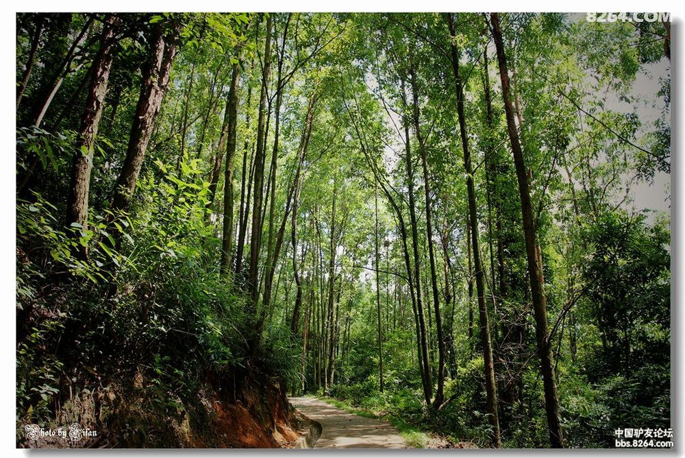 华佗山公园随拍 - 户外摄影 - 8264手机触屏版