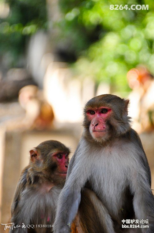 山的那面是天堂-西藏、尼泊尔21天人文、雪山