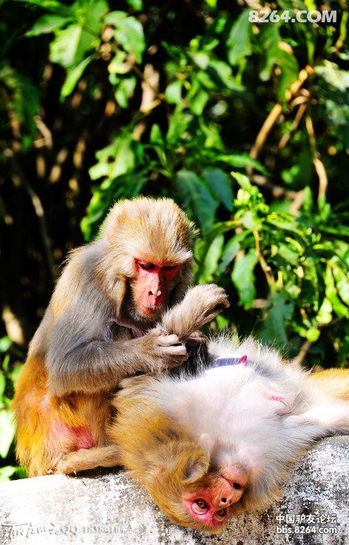 山的那面是天堂-西藏、尼泊尔21天人文、雪山