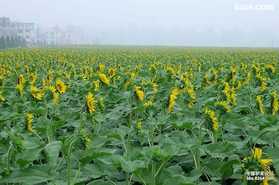 中原潭瀑之乡--白马潭,通天峡活动(作业贴)