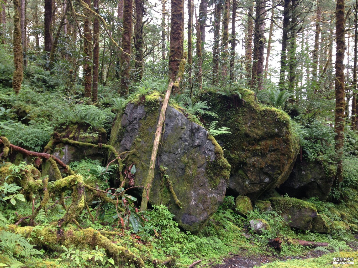 走墨脱的女人 - 西藏|墨脱游记攻略 - 8264.com