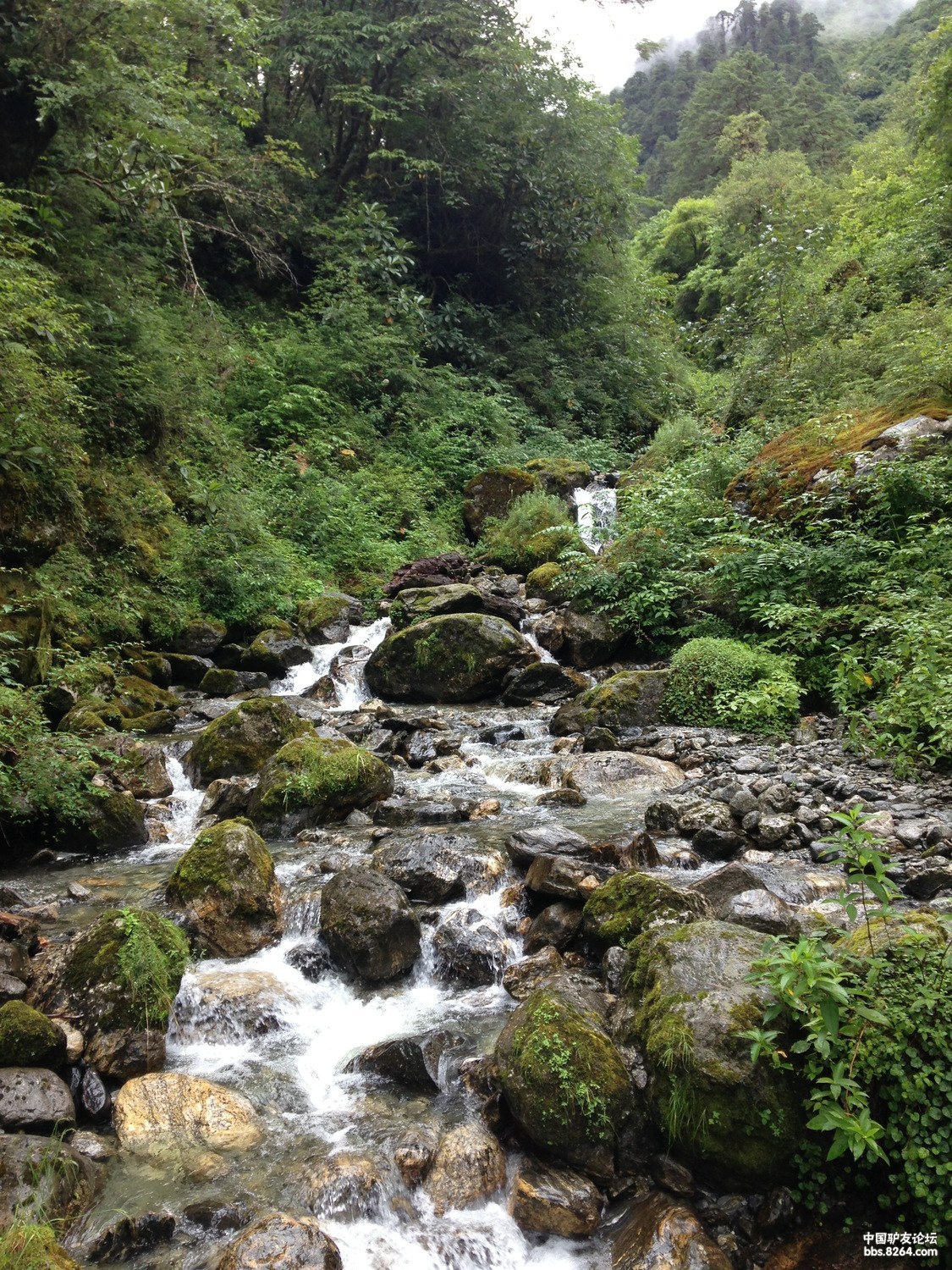 走墨脱的女人 - 西藏|墨脱游记攻略 - 8264.com