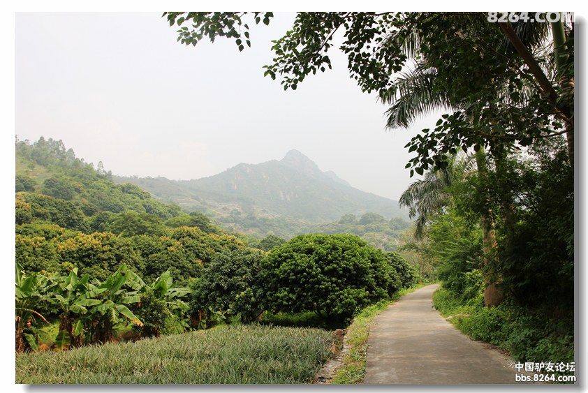 国庆登神湾丫髻山逛火龙果菠萝园 - 广东 - 826