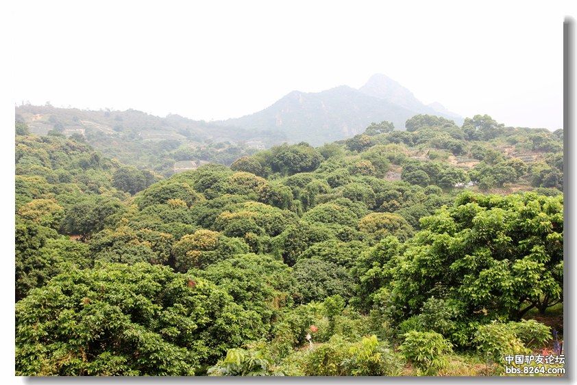 国庆登神湾丫髻山逛火龙果菠萝园 - 广东 - 826