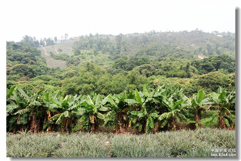 国庆登神湾丫髻山逛火龙果菠萝园 - 广东 - 826