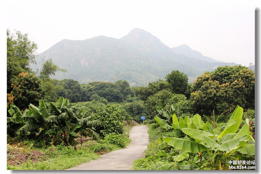国庆登神湾丫髻山逛火龙果菠萝园 - 广东 - 826