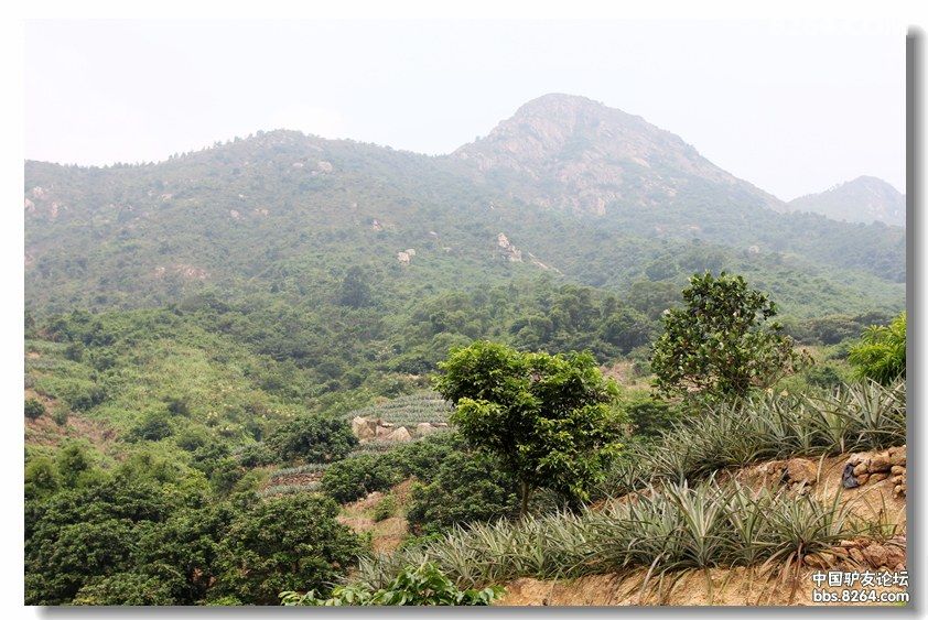 国庆登神湾丫髻山逛火龙果菠萝园 - 广东 - 826