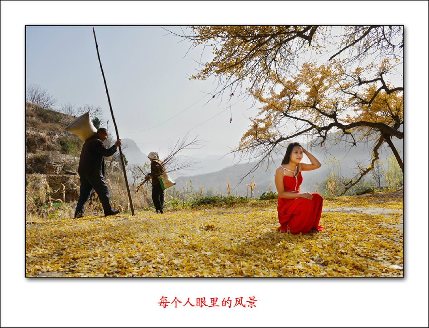 新乡卫辉罗圈村千年银杏树满枝金黄,树下遍地