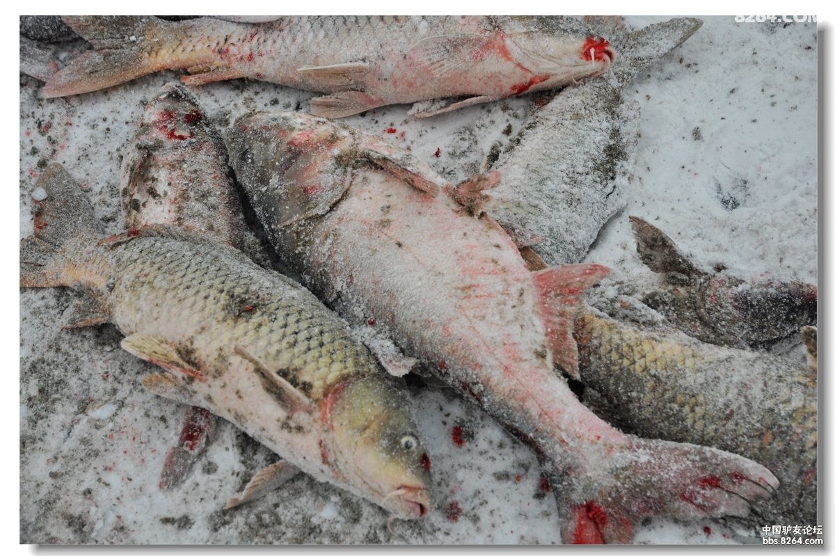 丫头户外-冬季探秘查干湖捕鱼 照片回顾 - 第1页 - 钓鱼 - 户外资料网8264.com