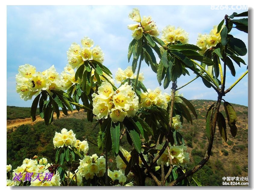 3月26日 小新街随走__满山遍野马樱花 - 第1页