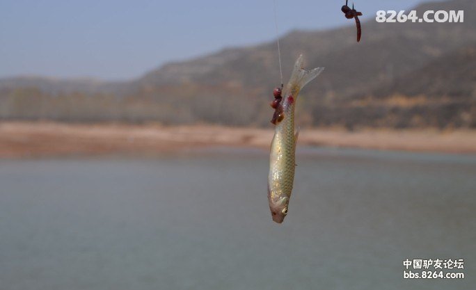 0050306jjj82snzyd26y2c.jpg!t3w825h0