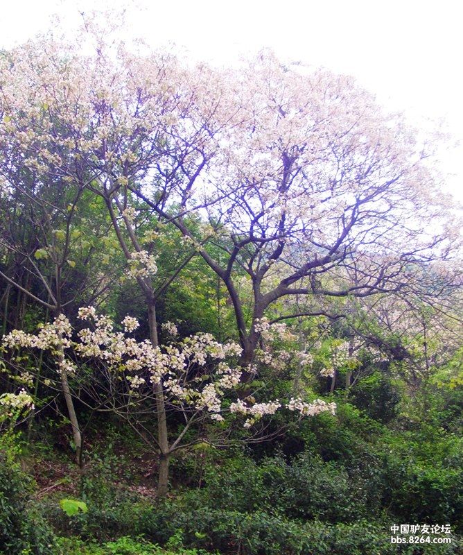 湖北 - 8264手机触屏版