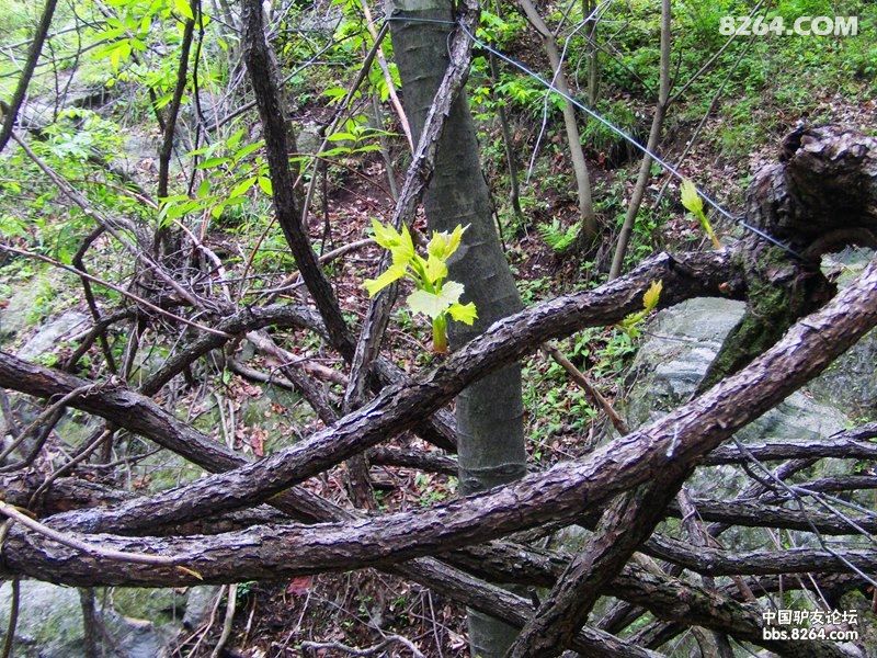 湖北 - 8264手机触屏版