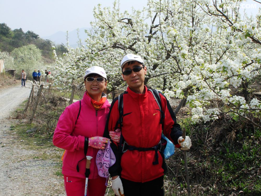千山青蛇岭攀岩,赏梨花有感 - 第1页 - 文字和闲