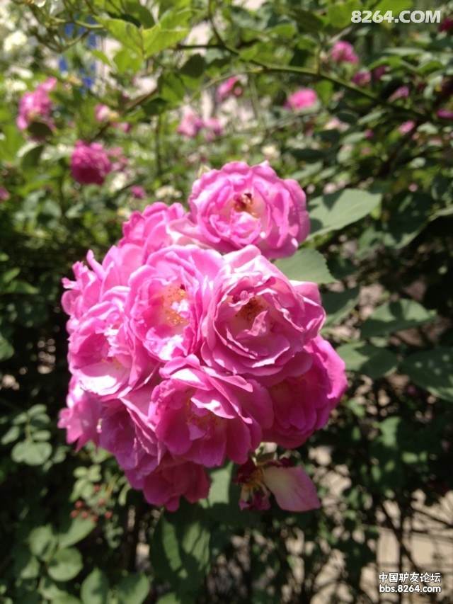盛开的蔷薇花-立夏时节拍蔷薇