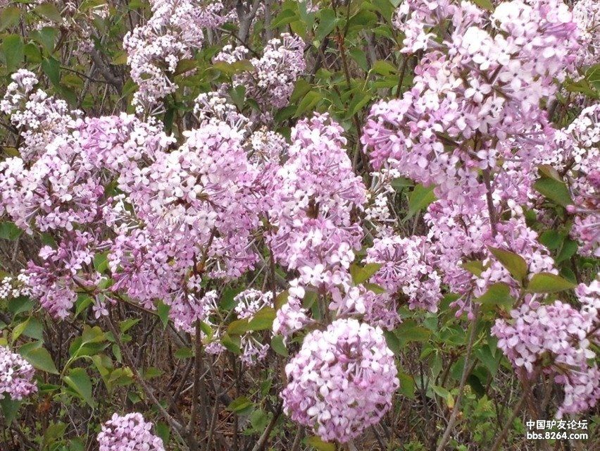 5.3魂牵梦绕鹰窝沟--文\/︶ㄣ禾苗ㄜ︵ - 辽宁 - 8