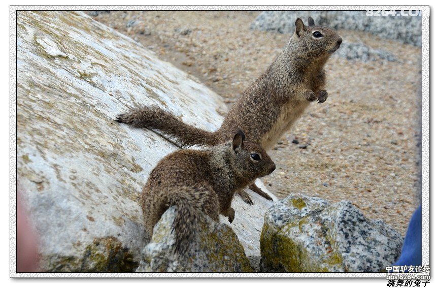 兔子可以吃什么东西图片 222707mubtpb0et1r1p0j1.jpg!t3w825h0