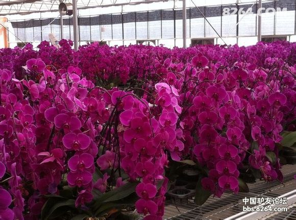 大同市南郊区杨家窑台湾蝴蝶兰、木瓜基地 - 第