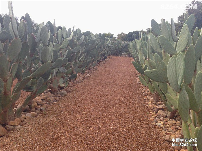 连载:开心囡囡的南非旅游日记