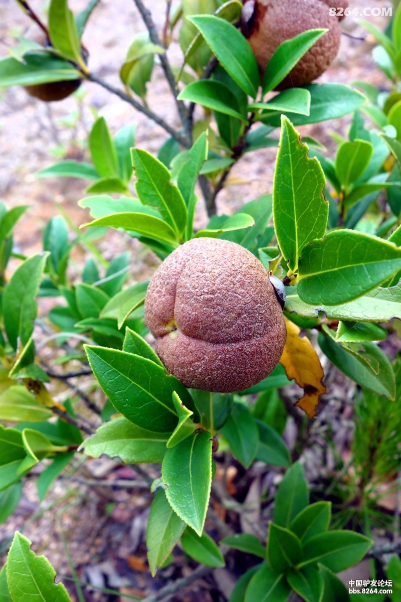 2014.6.21团结镇梦里水乡探秘