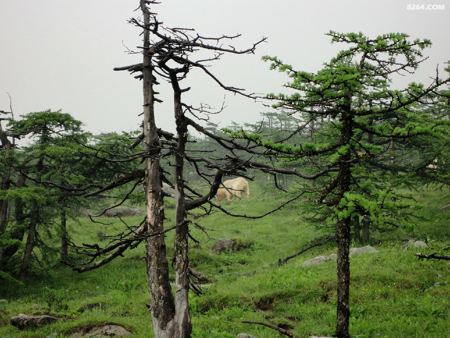 西安交大利涉大川登山社 之两基友风雨鳌太 - 