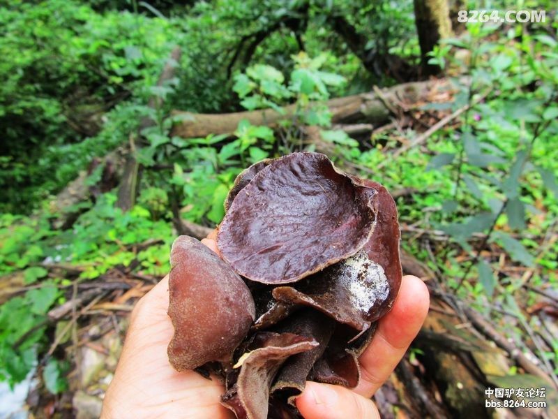 清凉夏雨飞,正是登山时---穿越叶儿垭记 - 湖南 
