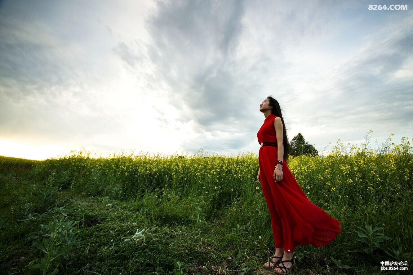 闲逸驾车花海,虞美人楚楚动人闭日羞花 - 第1页