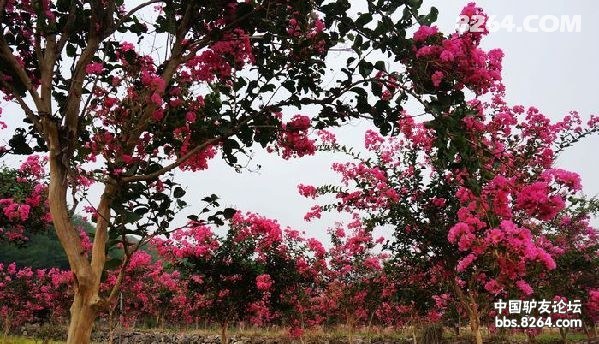 仙居紫薇花等着你来182576532582 - 第1页 - 驴