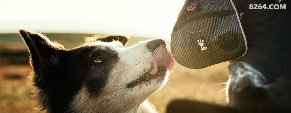 给狗穿的冲锋衣-- 芬兰 Hurtta - 装备天下 - 8264