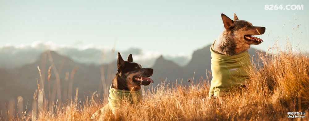 给狗穿的冲锋衣-- 芬兰 Hurtta - 装备天下 - 8264