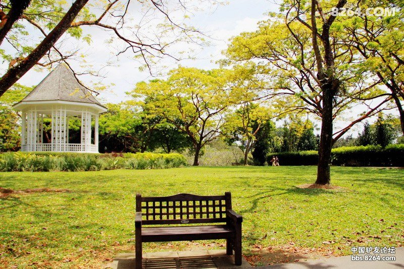 感受新加坡之三--参天巨树生满园 热带风情绿无