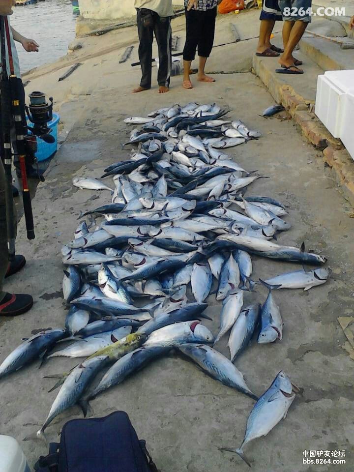 广东惠州港口双月湾约海钓哦!马胶鱼烟仔金枪