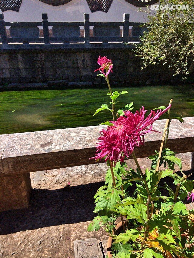 小女孩,从山东一路向南,环游中国去西藏,直播中
