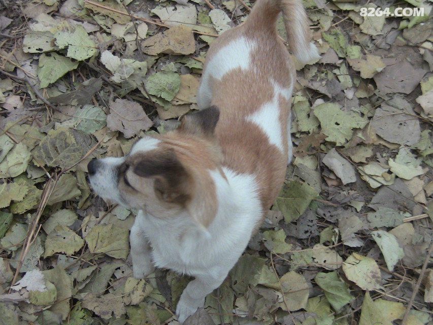 8264洞穴探险绳索技术训练之--绳上舞者 - 第4