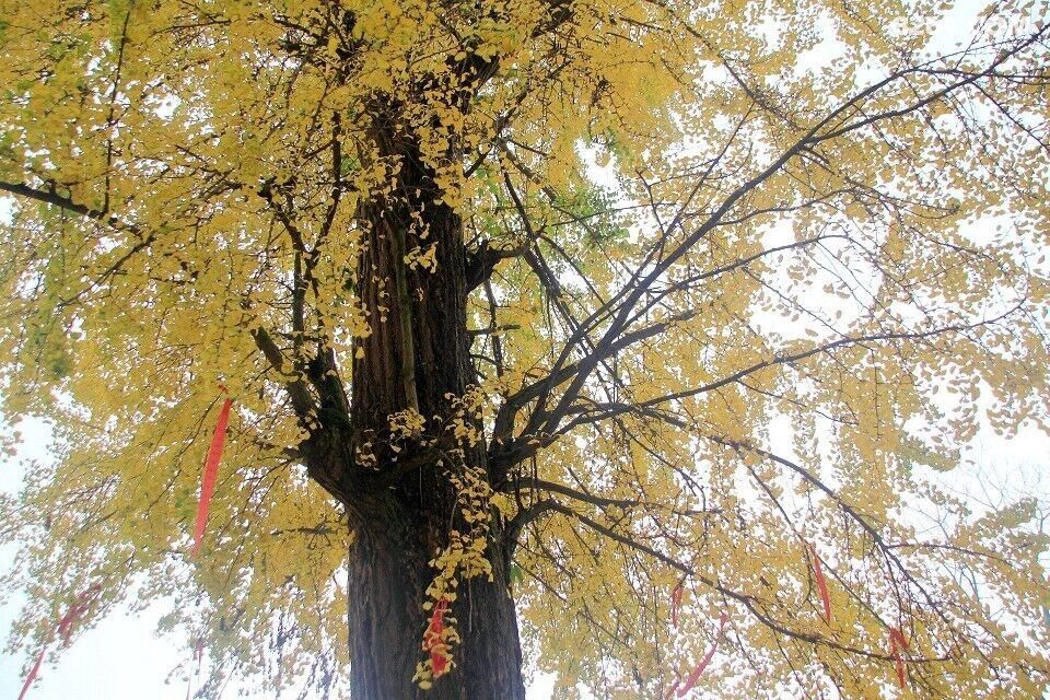 AA相约赏银杏、徒步天星寺、天星寺镇小环线