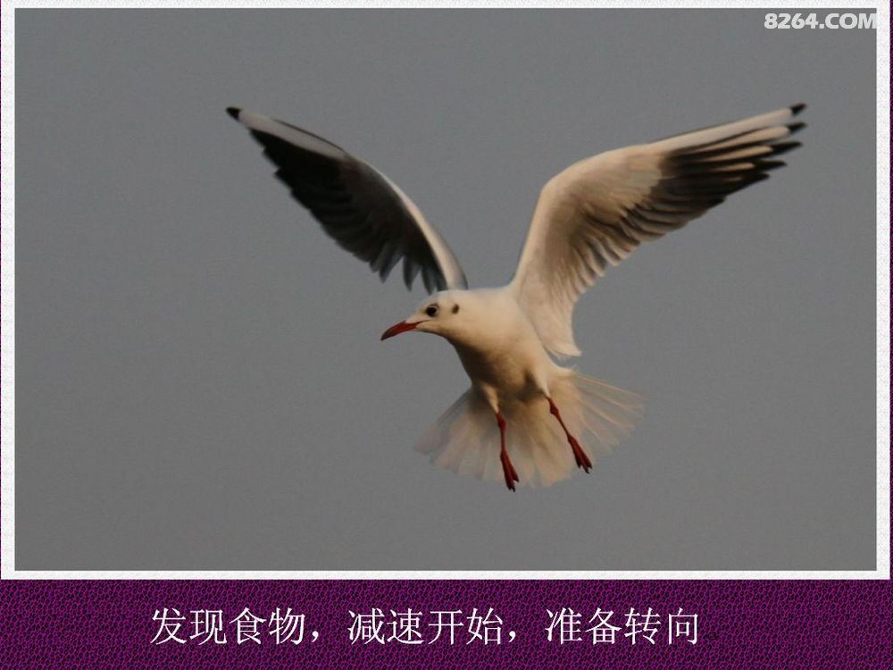 云游青岛,风光印象65,大雁南飞时,鸥恋在栈桥,