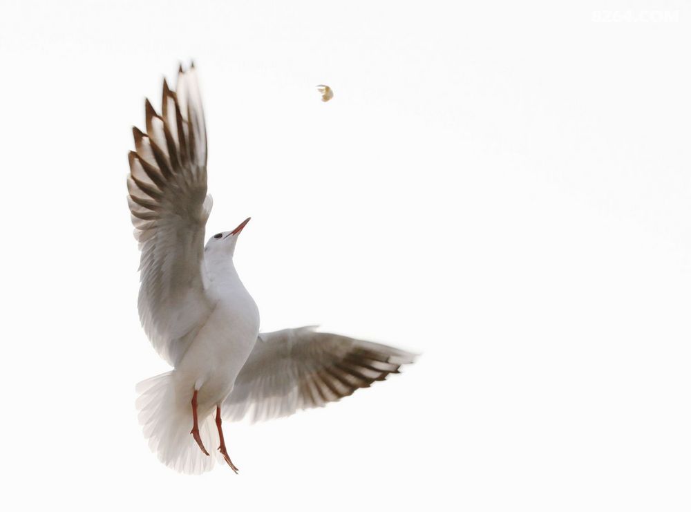 新的一年到了,祝岭风户外鹏程万里进步发达。