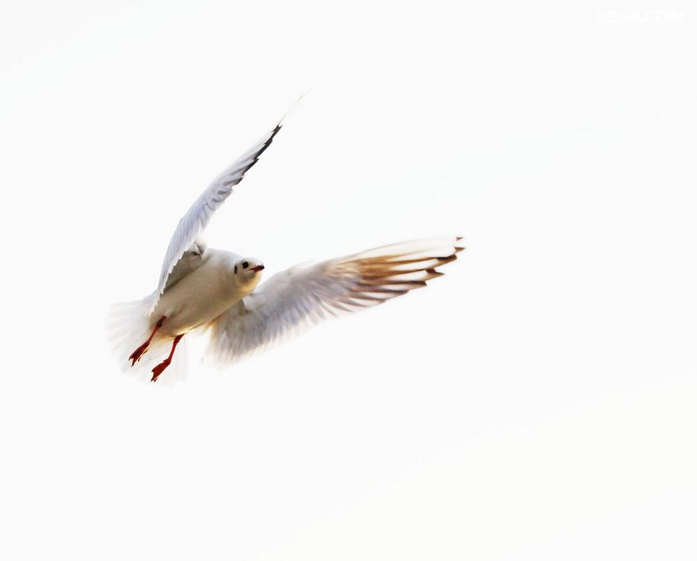 新的一年到了,祝岭风户外鹏程万里进步发达。