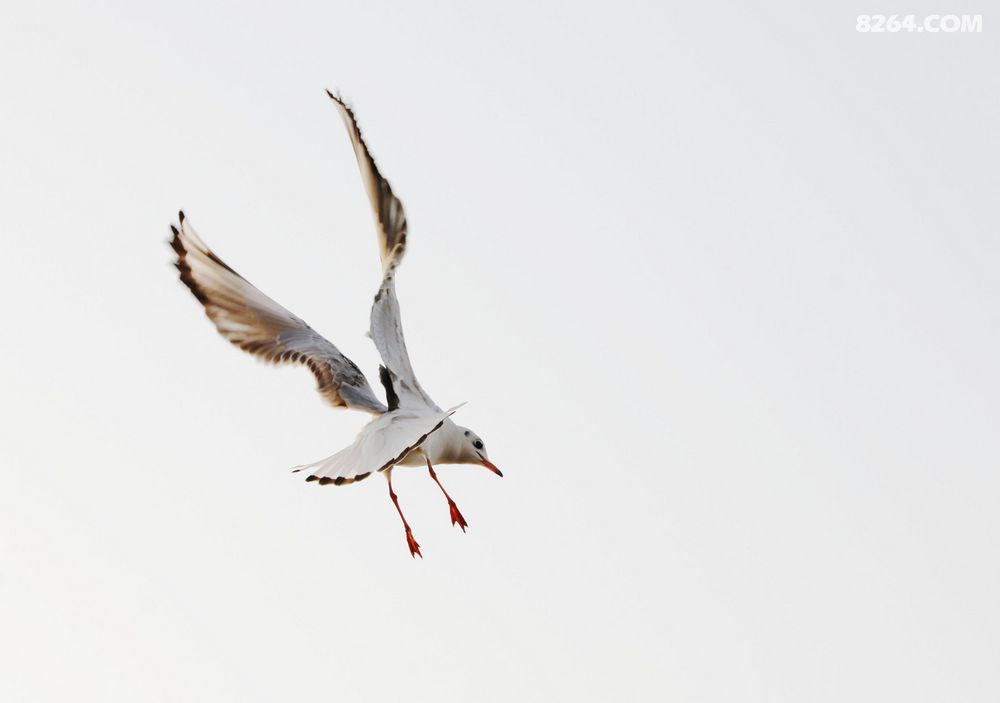 新的一年到了,祝岭风户外鹏程万里进步发达。