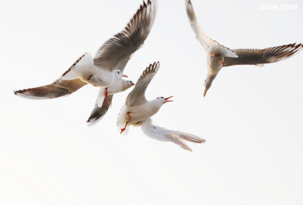 新的一年到了,祝岭风户外鹏程万里进步发达。