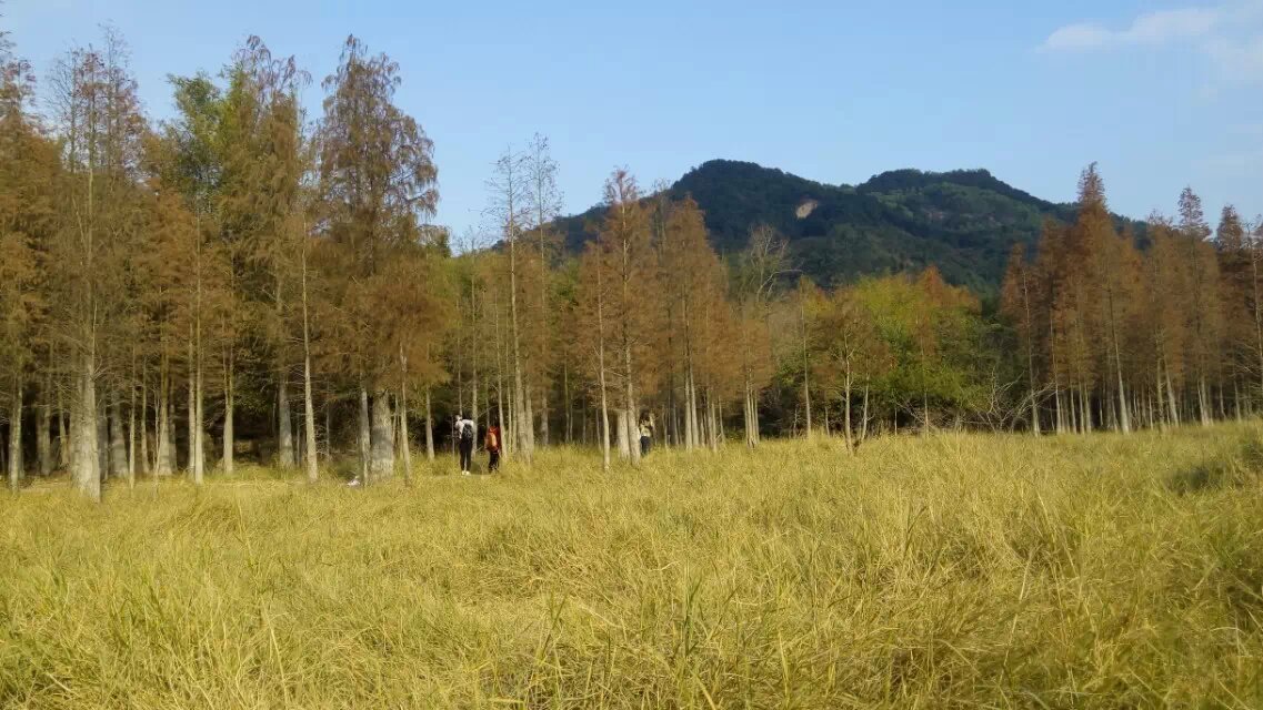 2015.1.10日五星营地FB赏冬日水杉[中山市五桂