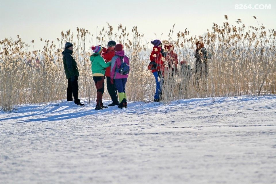 扎龙天鹅湖 冬季捕鱼节 鲤鱼跳龙门 驴欢鱼飞跃