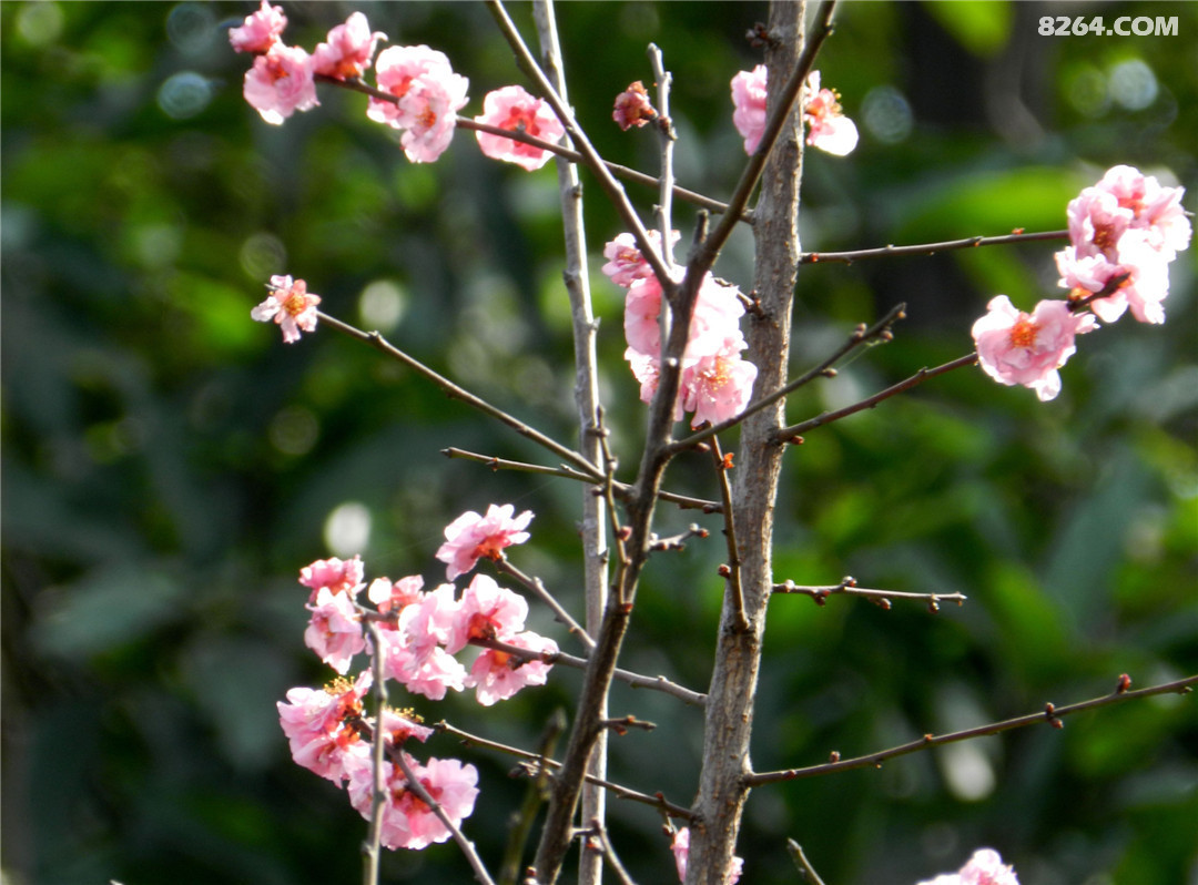 攀枝花公园赏腊梅花 - 第1页 - 四川 - 户外资料网