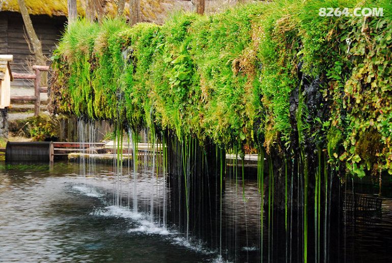 3月24-29日走出国门之日本赏樱花 东京-大阪-京