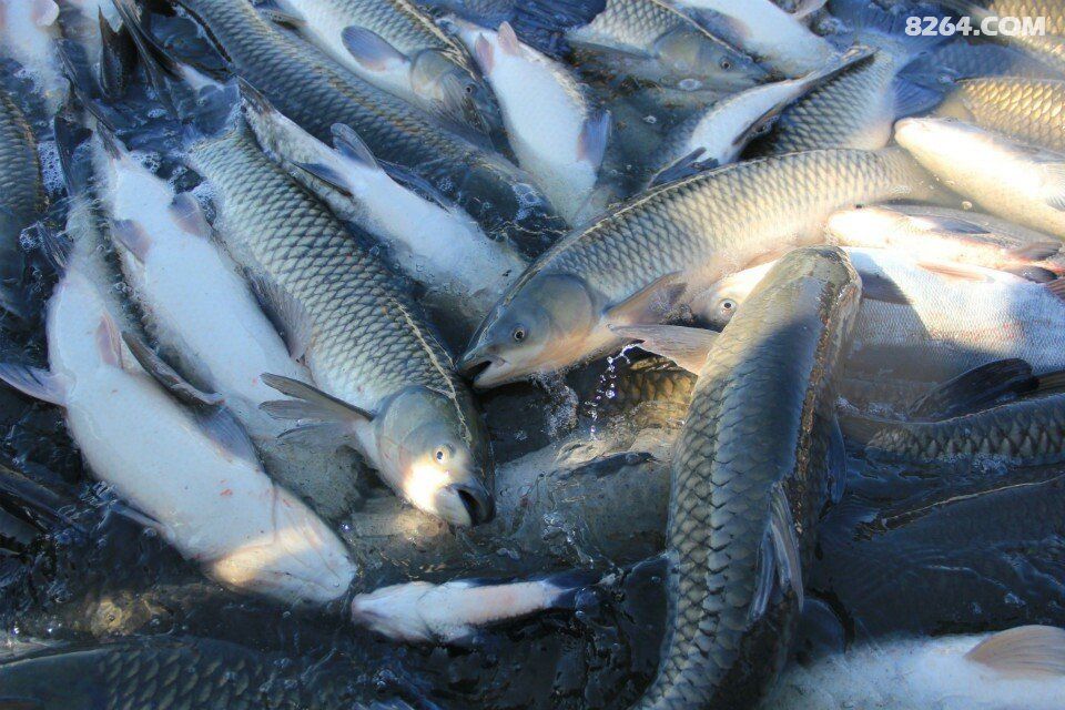 天市垣户外辽阳冬捕鱼-温泉活动作业帖子 - 辽宁 - 8264手机触屏版