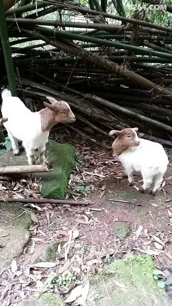 陌上柔桑破嫩芽,正是穿越好时节,春节初四-初六