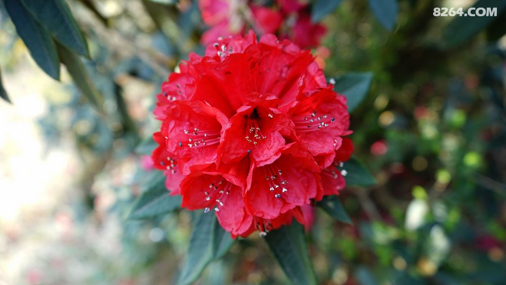 马缨花伴谷堆山 - 云南 - 8264手机触屏版