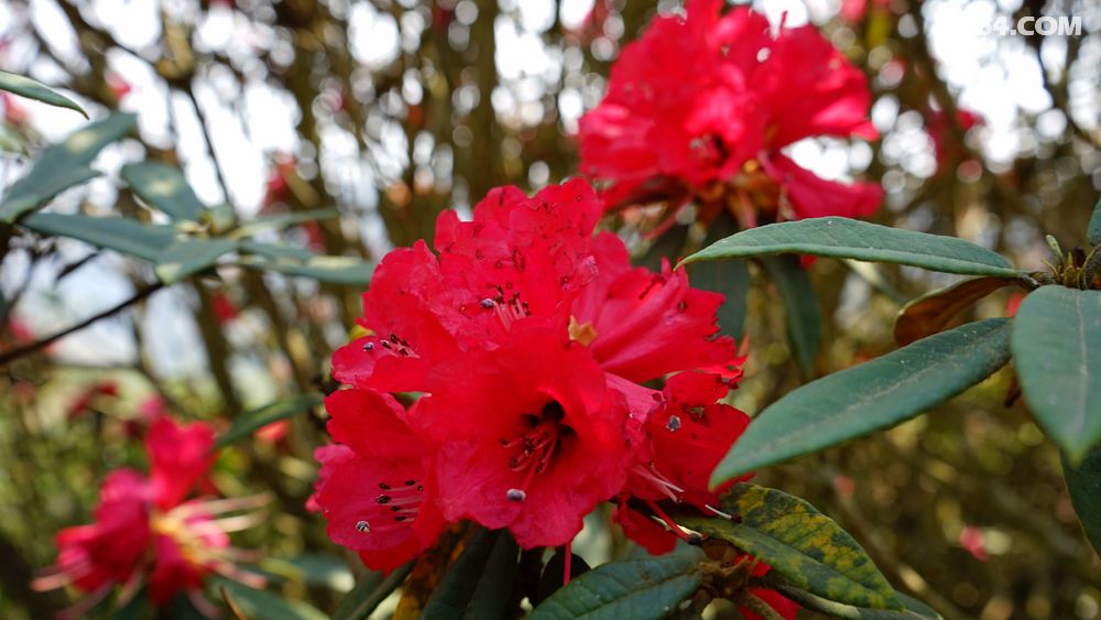 马缨花伴谷堆山 - 云南 - 8264手机触屏版